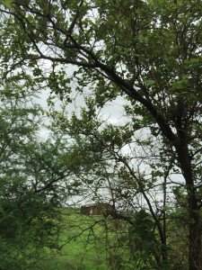 Trees provide multiple services for us