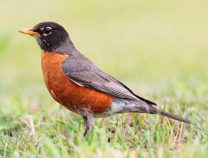 Common birds such as American Robin is becoming rare in parts of its range.