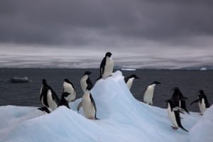 800px-Adelie_Penguins_on_iceberg