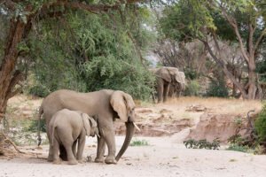 800px-Desert_elephants_in_the_Huab_River