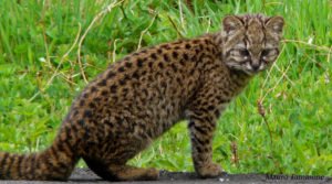 Leopardus_guigna- Kodkod By Mauro Tammone