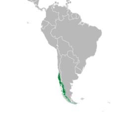 South America map
