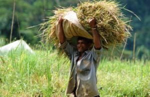 paddy-farmers-640x416
