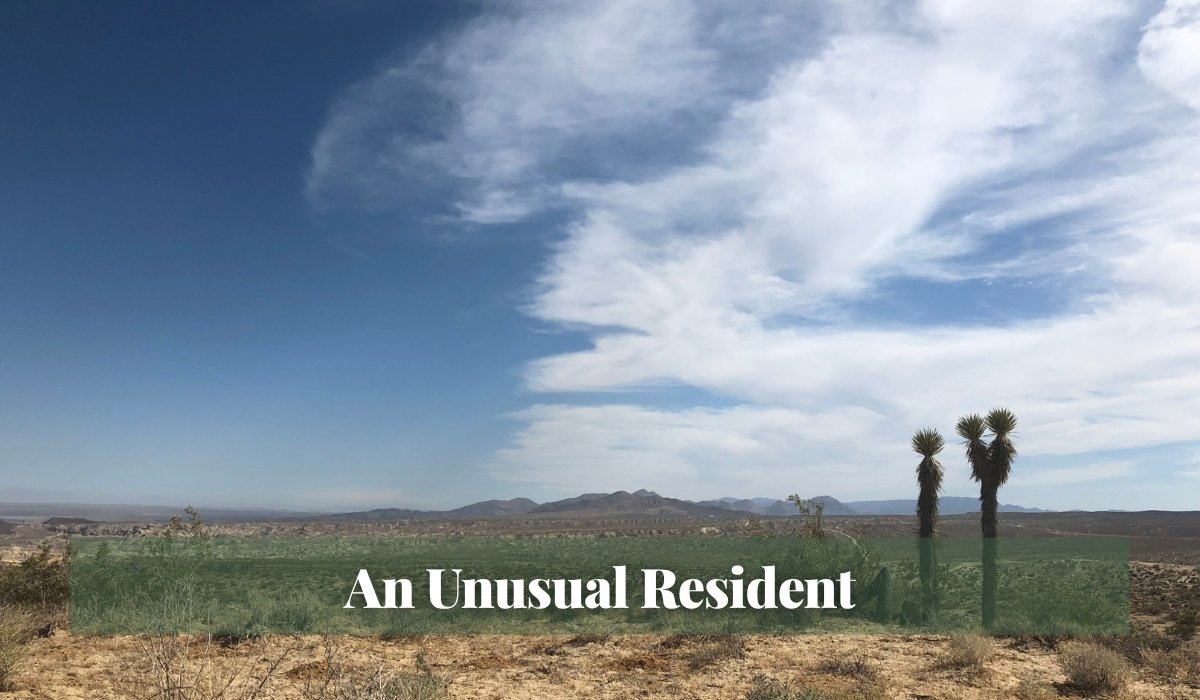 Read more about the article An Unusual Resident