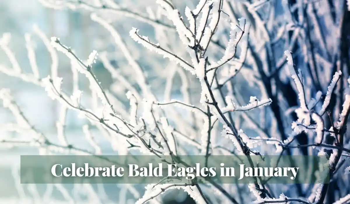 Read more about the article Celebrate Bald Eagles in January