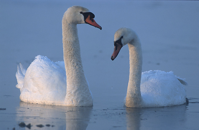 Read more about the article Nature Restoration or Natural Resilience