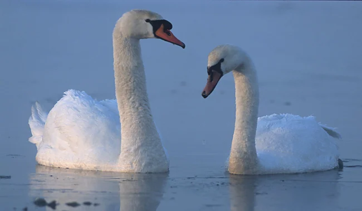 Read more about the article Nature Restoration or Natural Resilience