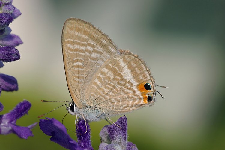 Read more about the article Nature-based intervention