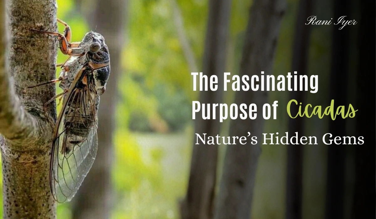 Read more about the article The Fascinating Purpose of Cicadas